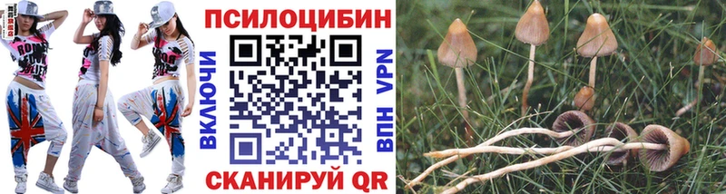 Псилоцибиновые грибы мицелий Купить закладки Терек